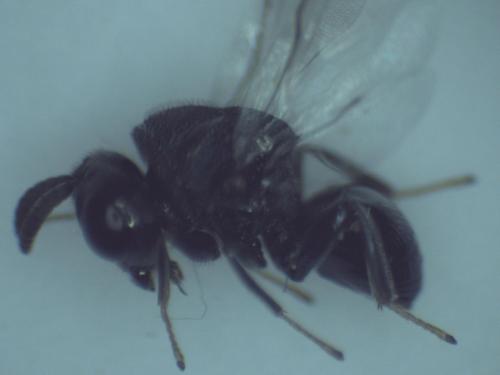 Perilampus ruficornis